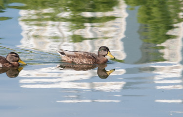 Wild duck floating on water