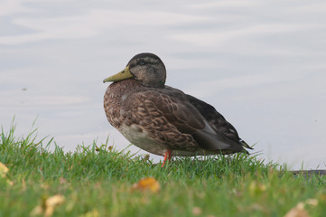 Wild duck on the background of the pond