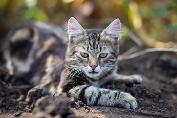 Obraz premium Domestic cat resting outdoor
