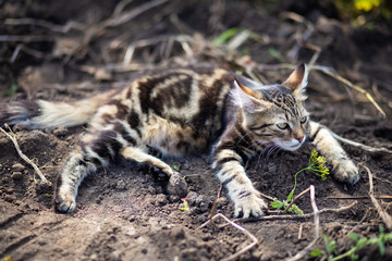 Domestic cat resting outdoor