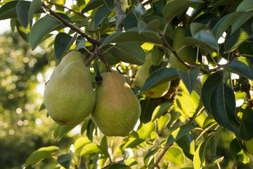 Ripening pears grow on trees on a farm in California