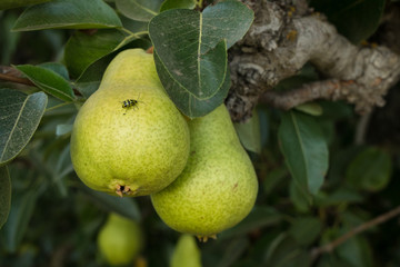 Ripening pears grow on trees on a farm in California