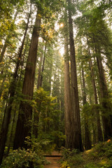 Fototapeta na wymiar Hiking path through a fern covered redwood forest in California