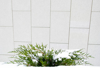 green Bush arborvitae, juniper on the background of white walls in the winter, in the snow