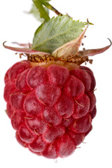 One berry of raspberry