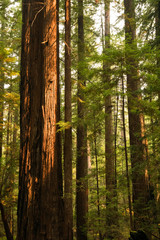 Sunset light on a tall old growth redwood tree in California