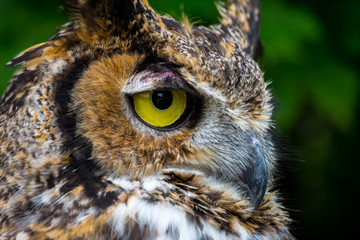 Great Horned Owl