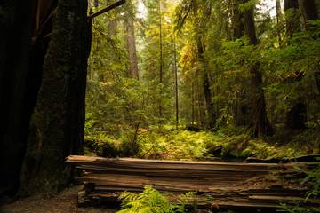 Fallen trees lying on a fern covered floor in a redwood forest in California