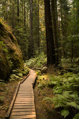 Hiking path through a fern covered redwood forest in California