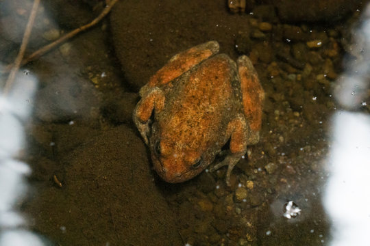 Foothill yellow legged frog rests underwater in a redwood forest stream in California