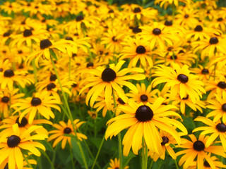Rudbeckia (Black eyed Susan) flowers growing in garden