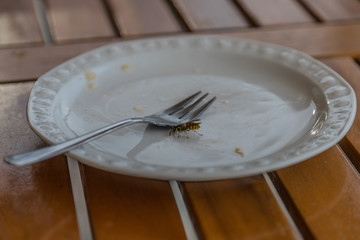 Wespe auf einem weißen Teller