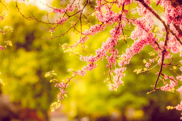 Vivid Colored Tree Branches