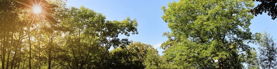 Panorama mit Baumkronen und Sonne im Sommer