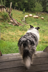 a shep  dog looks at his sheeps