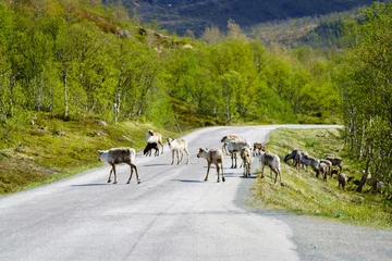 Fototapete Rund Arctic Deers on the Road © Salih