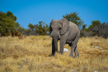 Fototapeta na wymiar Akrikanischer Elefant