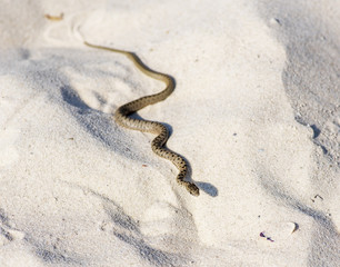 small water snake adder crawling on the sand by the sea