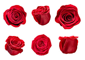 flower rose petal blosspm background
