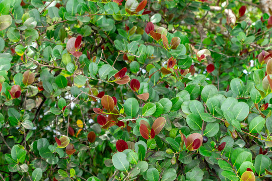 Red tip cocoplum (Chrysobalanus icaco) closeup - Long Key Natural Area, Davie, Florida, USA