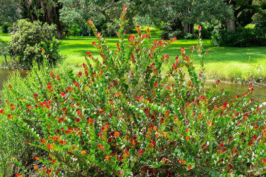 Red tip cocoplum (Chrysobalanus icaco) - Long Key Natural Area, Davie, Florida, USA