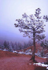 Bristlecone Pine