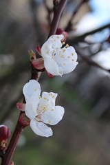 beautiful cherry blossom