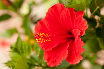 Red hibiscus flower on a hibiscus plant in late summer