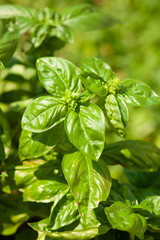 Basil plants in the garden in late summer
