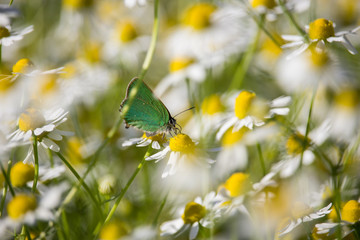 Callophry rubi on Matricaria chamomilla