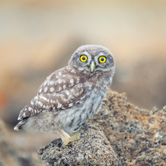 Young little owl sitting on a stone