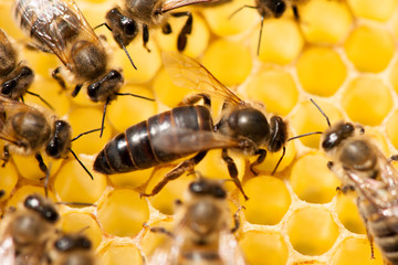 Bee queen on honeycomb with surrounded  honeybees layong eggs