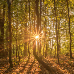 Beech forest with the sun in the middle of the frame, starburst sun rays of light beautifully shining through the trees in the morning forest.