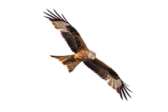 Rotmilan schaut im Flug nach unten