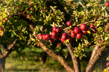 Apple trees on an organic fruit farm