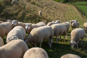 Fototapeta premium Sheeps grazing in the Netherlands