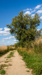 Tree next to a sandy road