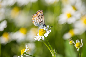 Polyommatus icarus on Matricaria chamomilla