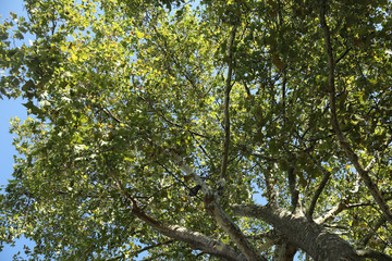 arbre