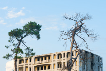 two trees alive and dead against a collapsing building