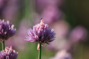 Allium schoenoprasum Flowers