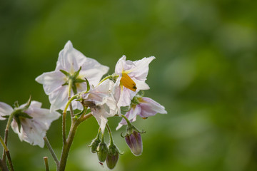 Potato Flowers in the Field
