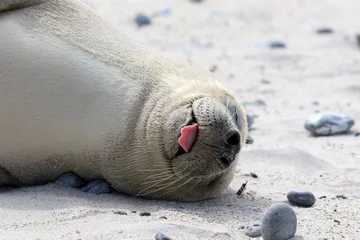 Fototapeten Entspannte Robbe mit rausgestreckter Zunge © nightsphotos