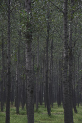 Silent aspen forest