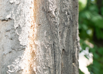Natural Old Tree Bark