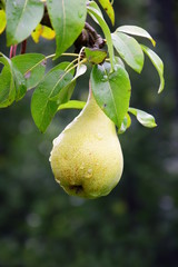 Reife gelbe Birne am Baum