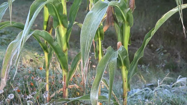 Corn maize plants in first frost rime in early autumn morning. Tilt up. 4K
