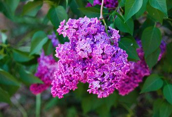 Fototapeta na wymiar Purple lilac blooms. Branch of blossoming lilac. Selective focus.