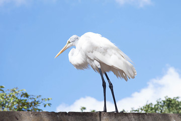 Great white egret isolated in Venezuela