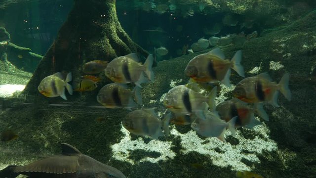 Piranha fish in oceanarium